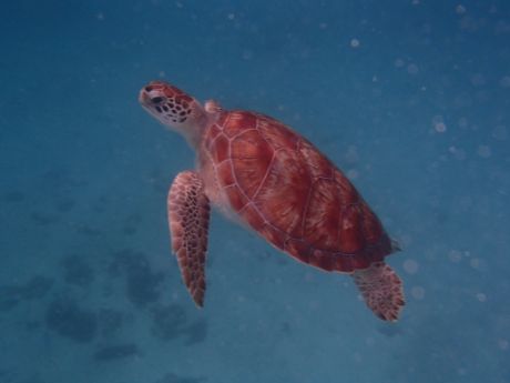 Barbados green sea turtle
